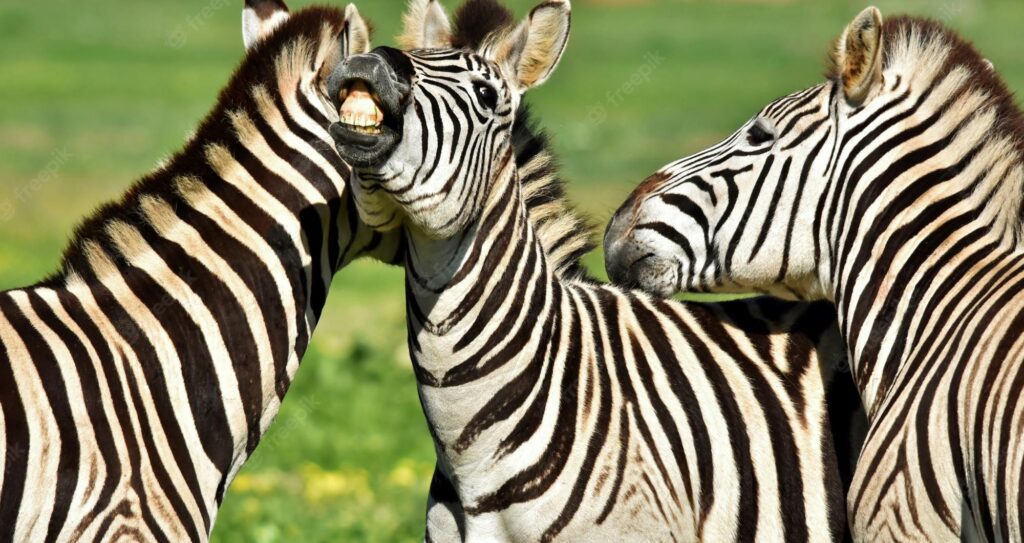 Três zebras em campo aberto. A 1ª está de costas, a 2ª está de frente com os dentes à mostra e a 3ª de lado.