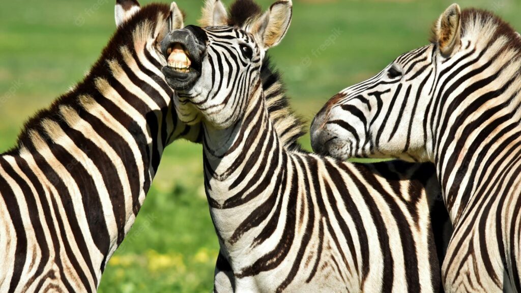 Três zebras em campo aberto. A 1ª está de costas, a 2ª está de frente com os dentes à mostra e a 3ª de lado.